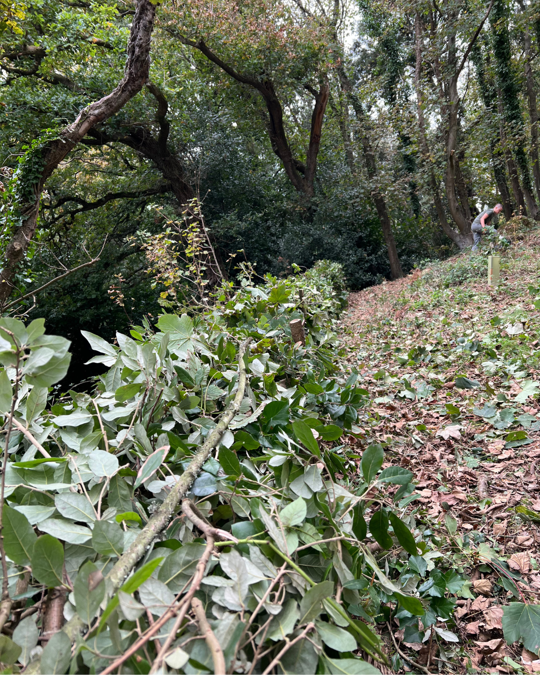 2025 10 10 Rossborough IG (3)